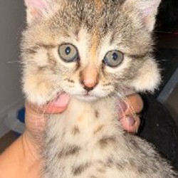 Кошки - фото 2