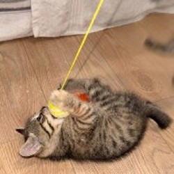 Кошки - фото 3