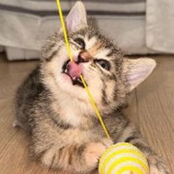 Кошки - фото 4