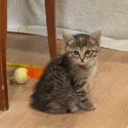 Кошки - фото 5