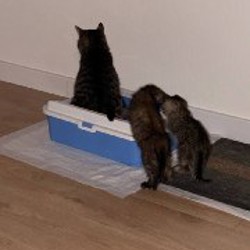 Кошки - фото 6