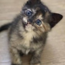 Кошки - фото 7