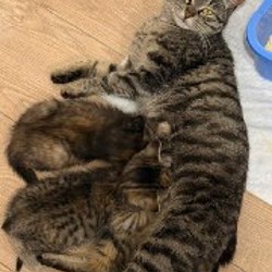 Кошки - фото 8