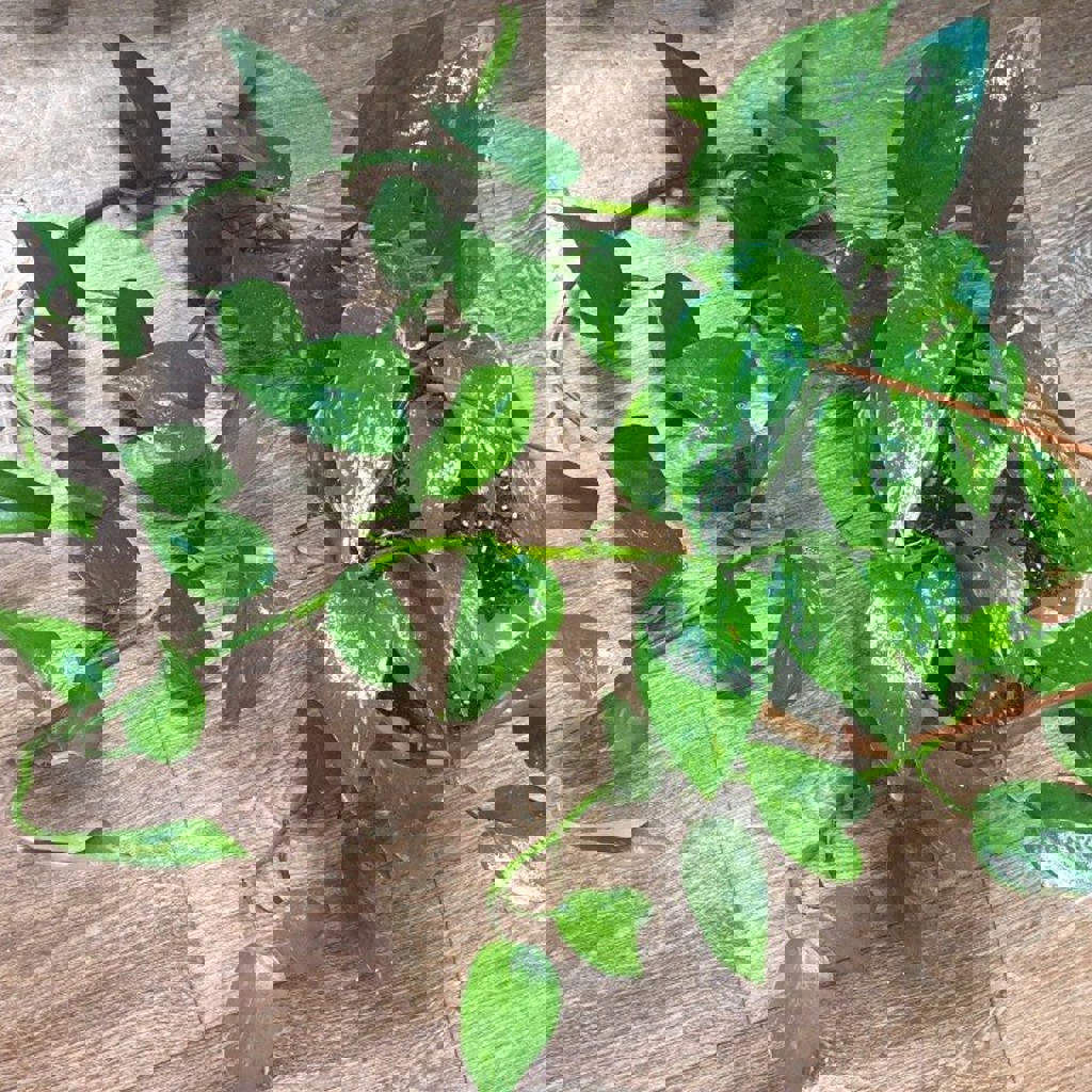 Папоротник