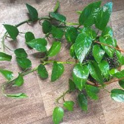 Папоротник - фото 1