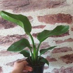 Папоротник - фото 2