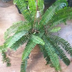 Папоротник - фото 3