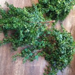 Папоротник - фото 5