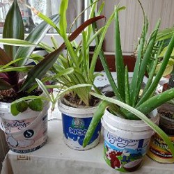 Алоэ Вера - фото 2