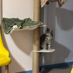 Когтеточка / игровая площадка для кота - фото 2