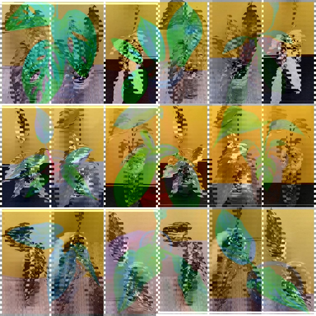 Комнатные растения