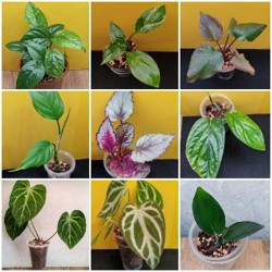 Комнатные растения - фото 2