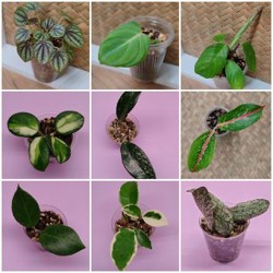 Комнатные растения - фото 3