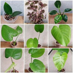 Комнатные растения - фото 4