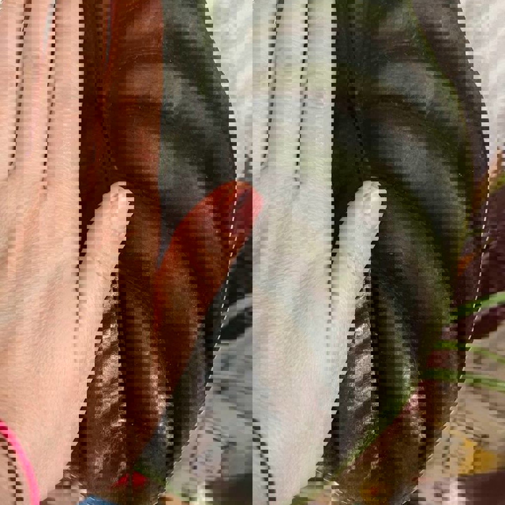 Алоказия Одора ауреа