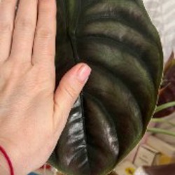 Алоказия Одора ауреа - фото 1