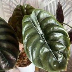 Алоказия Одора ауреа - фото 2