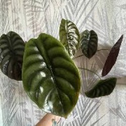 Алоказия Одора ауреа - фото 3