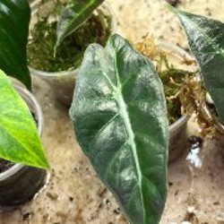 Алоказия Одора ауреа - фото 4