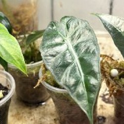 Алоказия Одора ауреа - фото 5