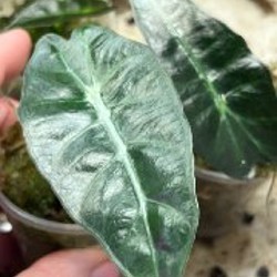 Алоказия Одора ауреа - фото 6