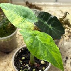 Алоказия Одора ауреа - фото 7