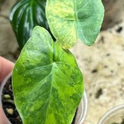 Алоказия Одора ауреа - фото 8