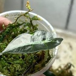 Алоказия Одора ауреа - фото 9