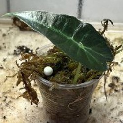 Алоказия Одора ауреа - фото 10