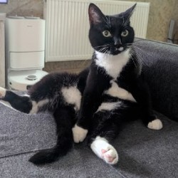 Пропавшая кошка - фото 3