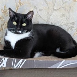 Пропавшая кошка - фото 4