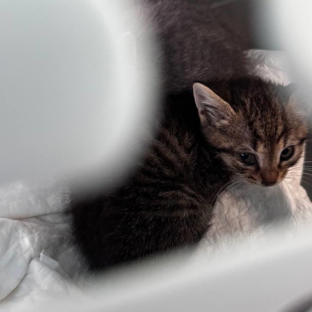 Котенок