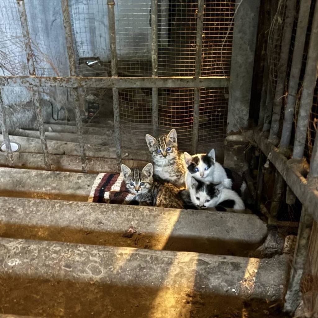 Котята