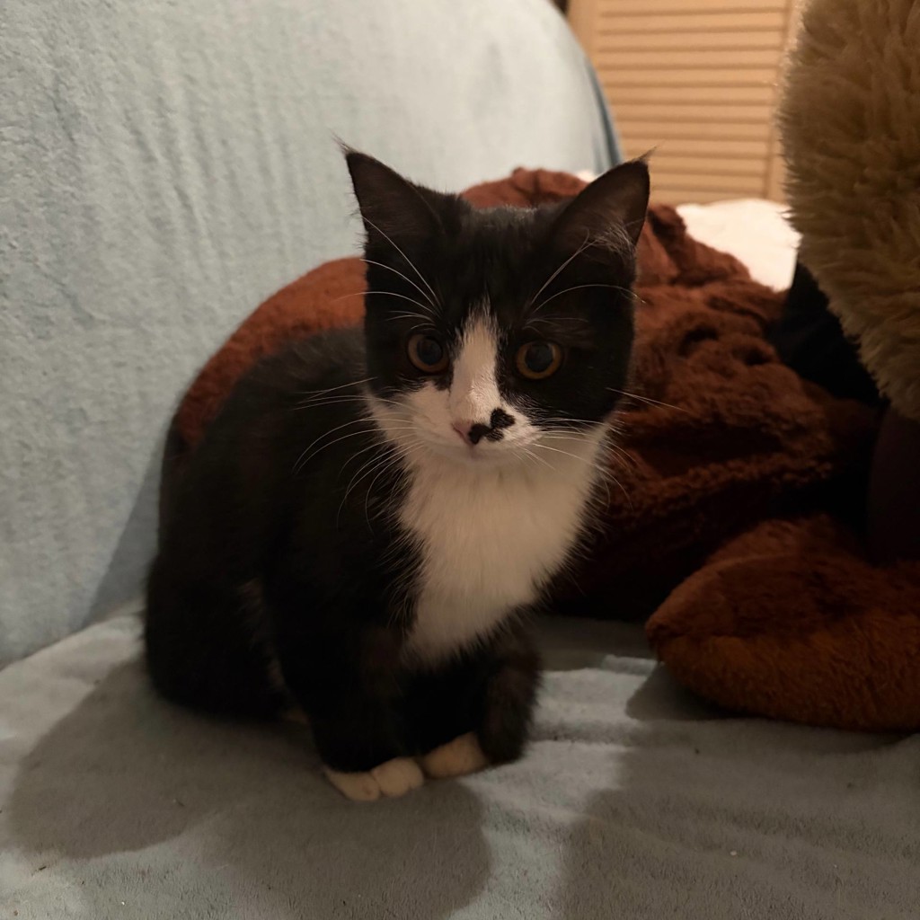 Котенок
