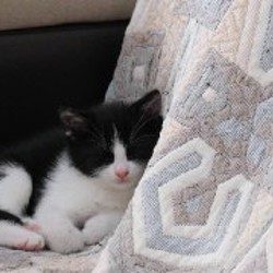 Котенок Чаплин - фото 3
