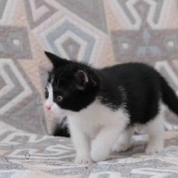 Котенок Чаплин - фото 4