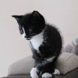 Котенок Чаплин - фото 6