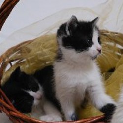 Котенок Чаплин - фото 7