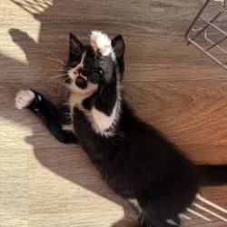 Котенок Чаплин - фото 9