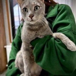 Кот Веник - фото 2