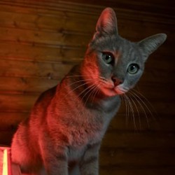 Кот Веник - фото 3