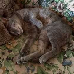 Кот Веник - фото 4