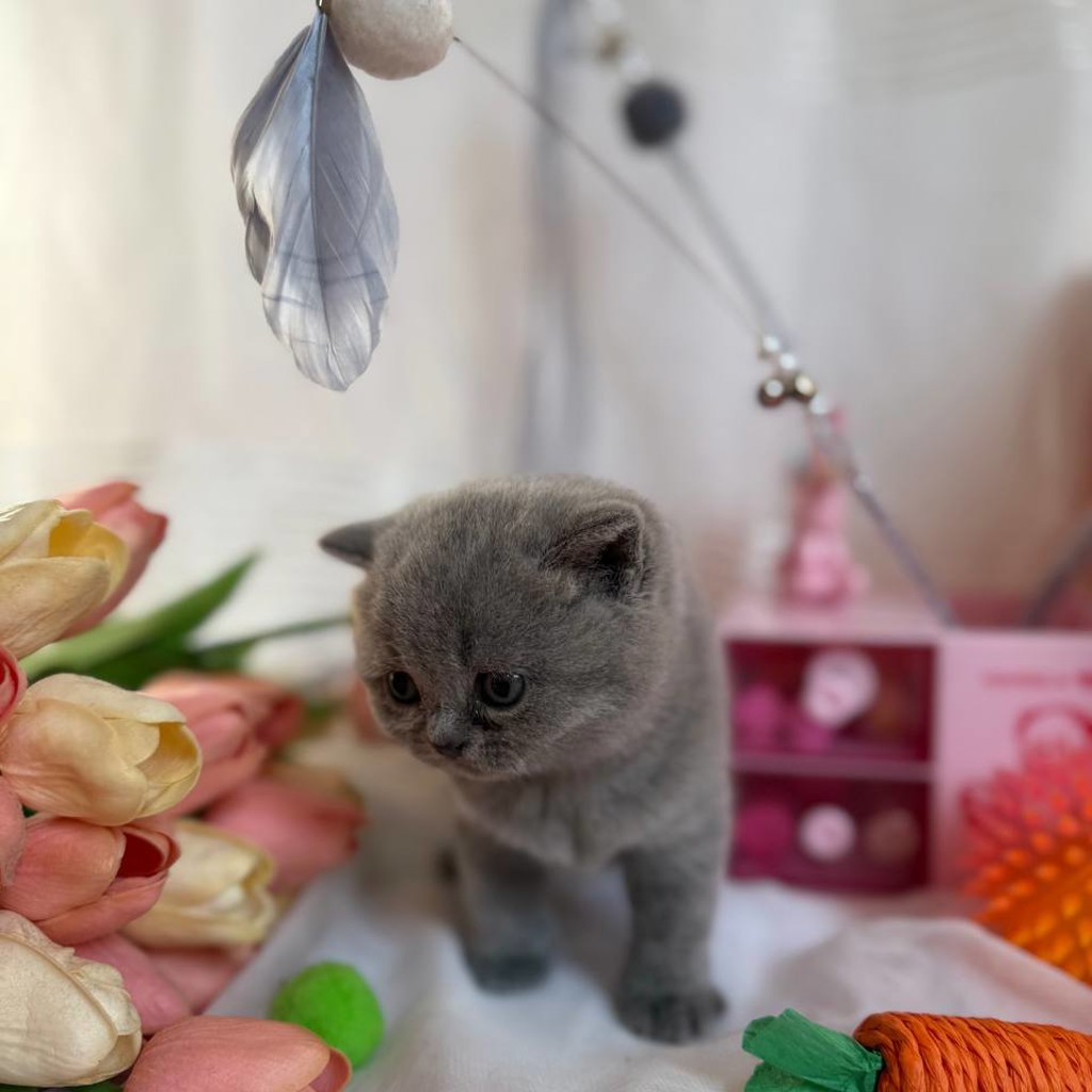 Котята британской породы