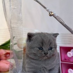 Котята британской породы - фото 2