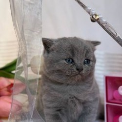 Котята британской породы - фото 3