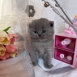 Котята британской породы - фото 4