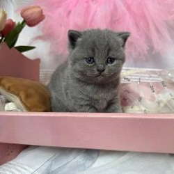 Котята британской породы - фото 5