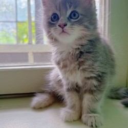 Котята мейн-кун - фото 2