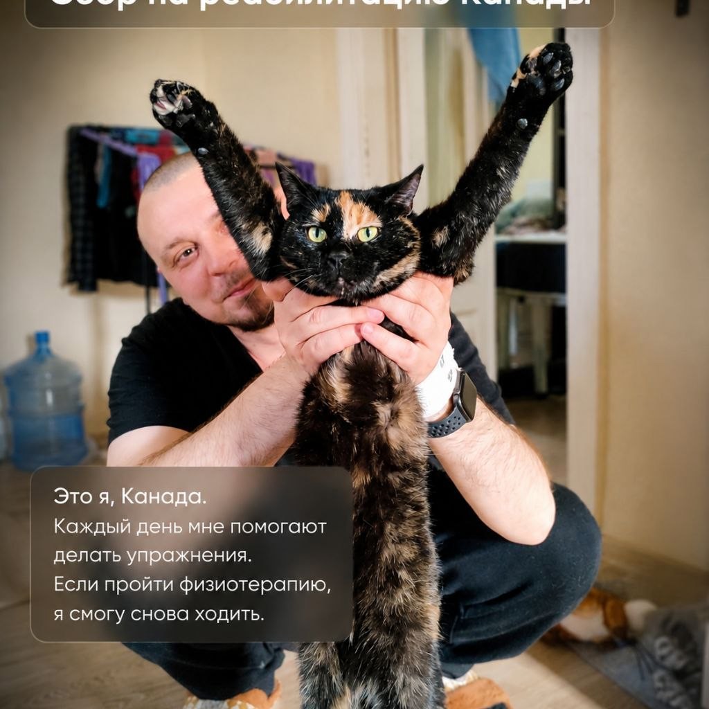 Физиотерапия для собаки