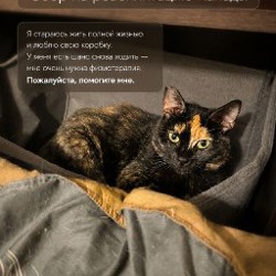 Физиотерапия для собаки - фото 3